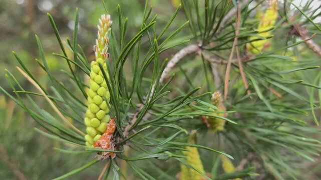 Bright yellow pine tree blossoms emerge in a tranquil forest during the springtime. Nature awakens with vibrant colors as new life unfolds among the branches.