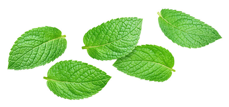 Fresh mint leaves set isolated on transparent background. Mint leaves collection isolated with PNG