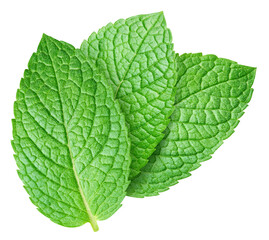Fresh mint leaf isolated on transparent. Mint leaf is isolated with a PNG © URSA Star