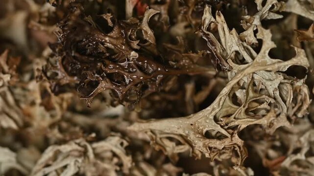 Top view macro shot of dried iceland moss lichen rotating slowly. Organic cetraria islandica herbal medicine ingredient texture background