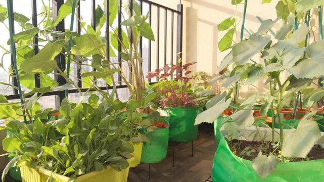 Organic vegetables going in grown bags in a balcony garden