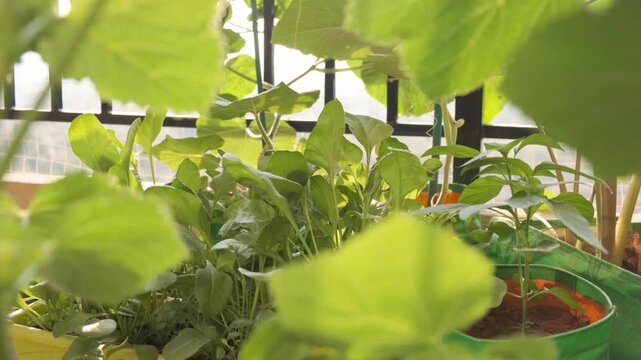 Organic spinach growing in planters in a balcony garden