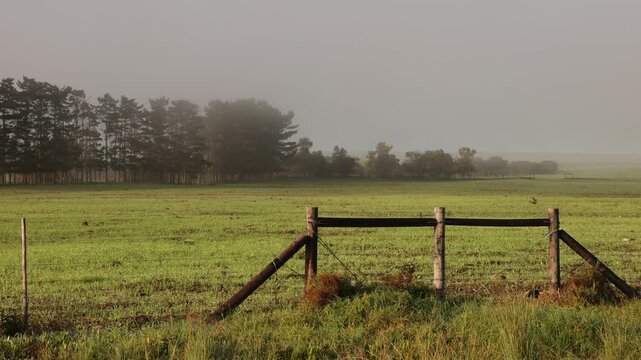 cattle grazing in fog enshrouded meadow at sunrise, Stanford, South Africa
