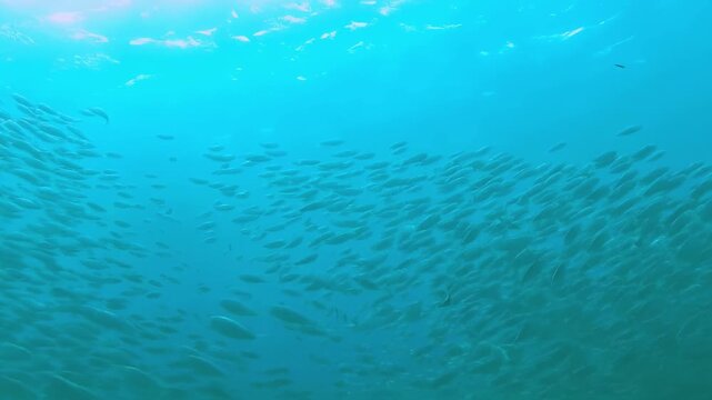 Massive school of fish swimming in clear blue ocean water