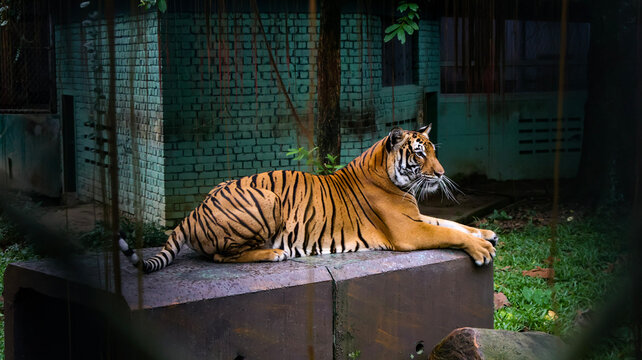 Malayan Tiger Lying on a Concrete Block in a Zoo Enclosure