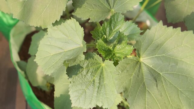Healthy looking okra plant, leaves closeup shot