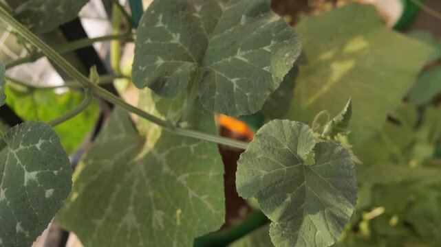 Healthy organic pumpkin plant vine, leaves closeup shot. 