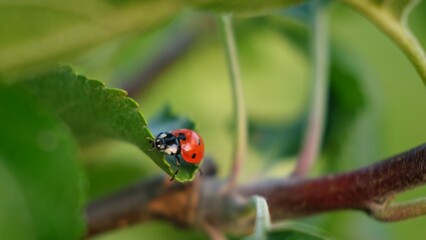Ladybug on leaf. Aphids killer. Insects killed pests of plants, garden and orchard. Protection from vermin and diseases. The cycle of life in nature. Beauty in nature. © Hanna