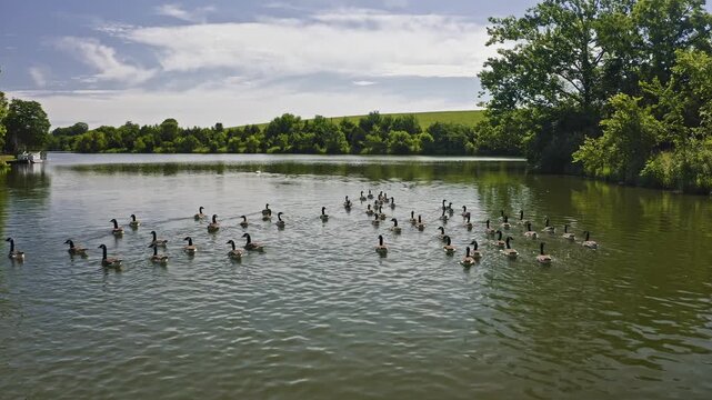 Canada Geese on a lake
