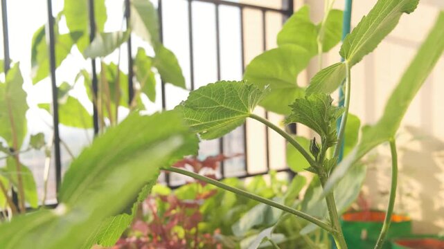Close up shot of organic healthy looking okra bud. 