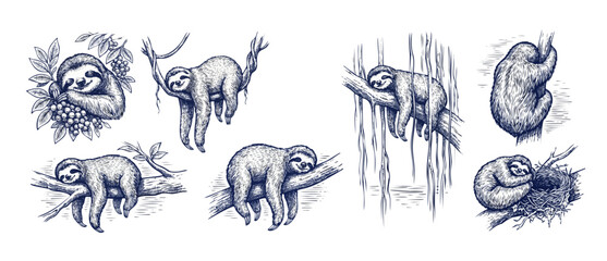 Fototapeta premium Sloth sketch engraving illustration set of cute sleeping sloths hanging on tropical tree branches and jungle vines in vintage hand drawn woodcut style for retro wildlife vector design.