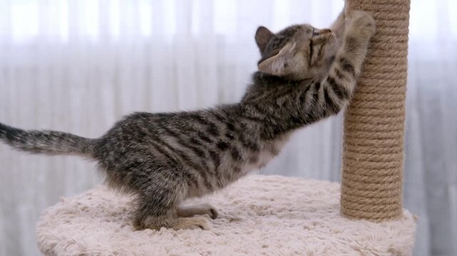 A cute little brown tabby kitten scratching a scratching post