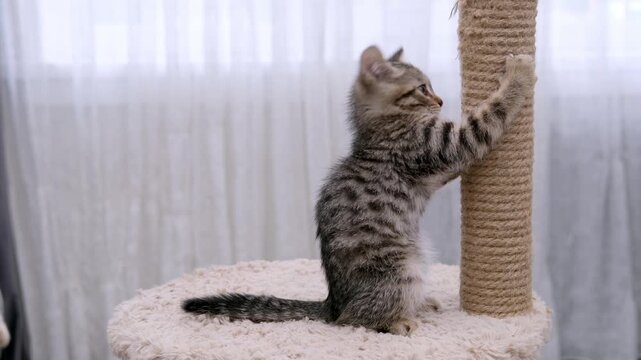 A cute little brown tabby kitten scratching a scratching post
