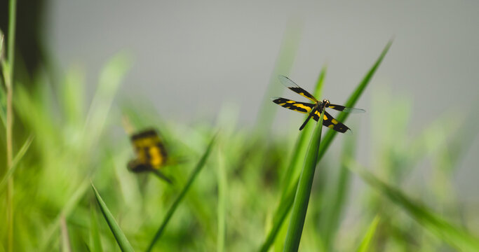 Rhyothemis variegata dragonflies perched on grass tips against a soft, blurred background