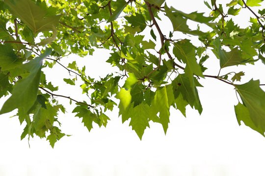 sycamore branch blossom tree lush fresh Green seasonal maple leaves on branch isolated white sky background backdrop Springtime season Spring New young freshness life