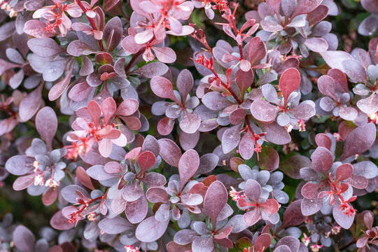 Pink flowers Berberys Thunberga. Pink leaves background of Berberys Thunberga. Berberys Thunberga. Close up a plant. Close up of green leaves. Texture of Berberys Thunberga. 