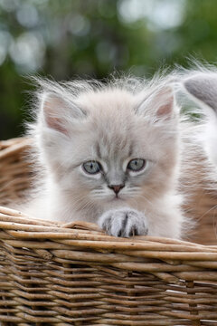 Siberian Kitten Blue Green Eyes Wicker Basket Paw Rim &mdash; Adorable Fluffy Cat Direct Gaze Rustic Portrait Spring Norway