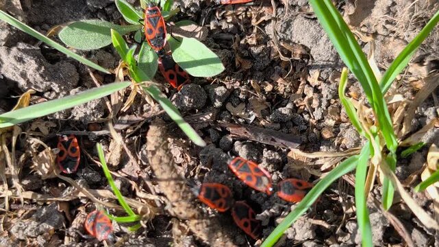 Macro footage of red soldier bugs moving across dry soil and tree bark in sunlight. Natural wildlife background with insects in their habitat, high resolution nature video.