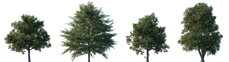 Fototapeta premium Set of Tilia platyphyllos (the large-leaved lime, broad-leaved lime) frontal street trees isolated png on a transparent background perfectly cutout