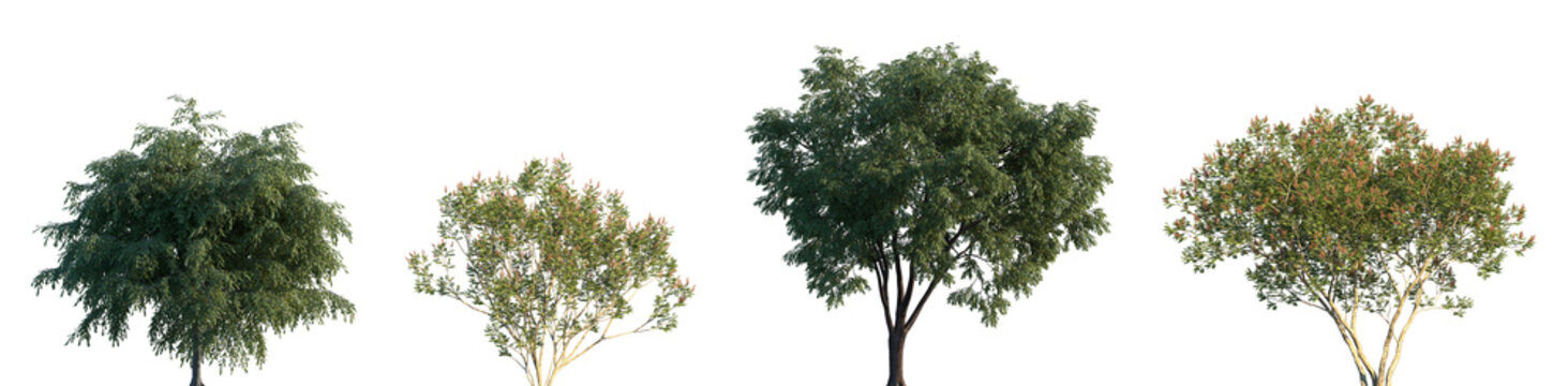 Set of American Elm and Amorpha fruticosa frontal street isolated png on a transparent background perfectly cutout