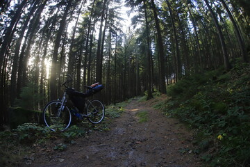 Fototapeta premium Forest spruce in czech republic