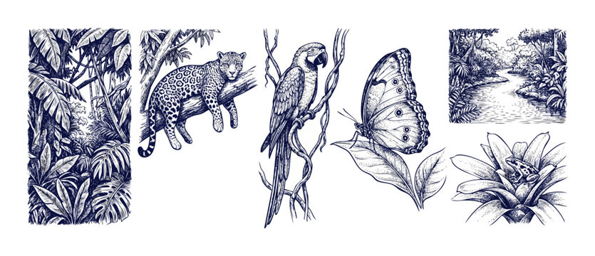 Jungle animal vintage engraving set featuring jaguar, parrot, butterfly, and poison dart frog in tropical rainforest foliage for nature design projects, vintage sticker elements on white backgrounds.