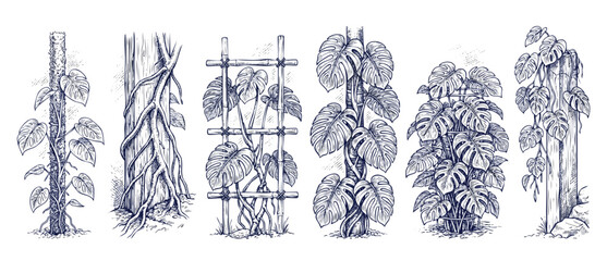Monstera climbing plant support trellis design set with moss poles. Hand drawn botanical line art engraving showing houseplant growth training methods on wood posts and garden bamboo structures. © Dinali