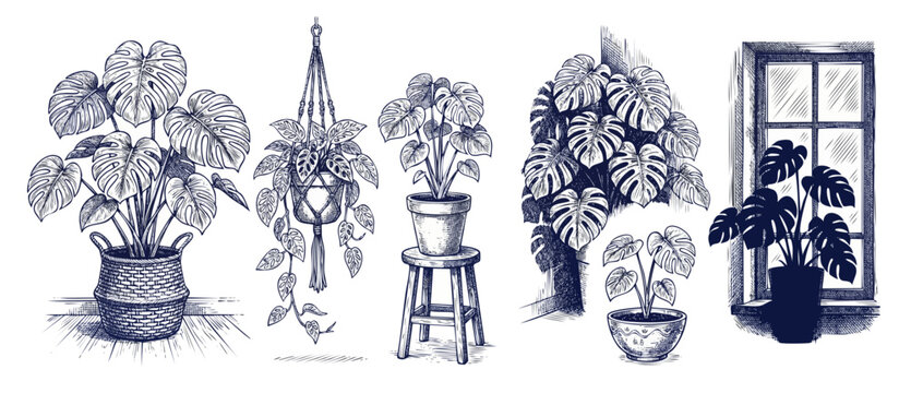 Potted houseplants sketch set monstera deliciosa hanging macrame plant ink drawing illustration for home garden decor botanical vector set of indoor plants hand drawn engraved style green clip arts.