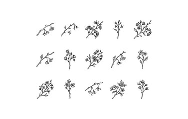 Fototapeta premium Detailed dried maple leaf illustration for rustic packaging