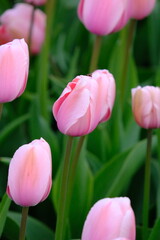 Obraz premium Delicate Pink Tulips in Spring Garden