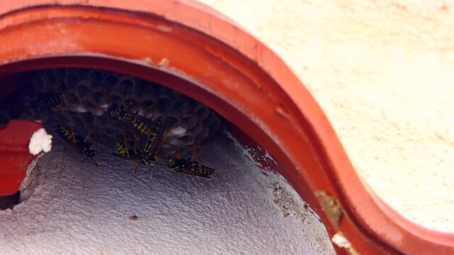 Close-up of a wasp nest tucked beneath roof eaves, showing an active colony in a sheltered residential structure