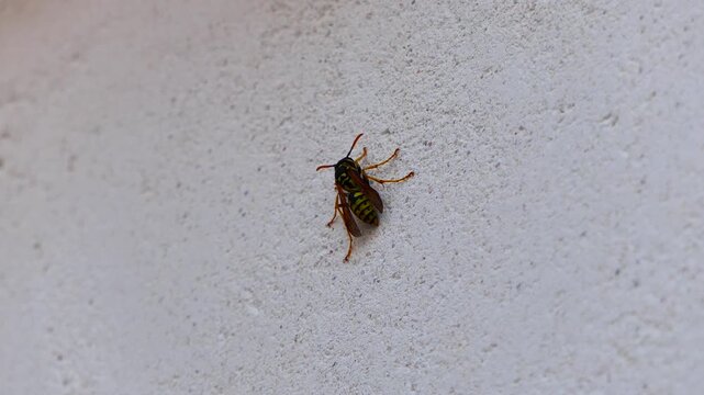 A close-up of a wasp resting on a textured exterior wall, suggesting a pest control issue near a residential building