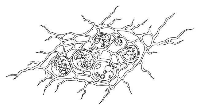 Microscopic biological cells trapped in neural web structure in detailed line art style