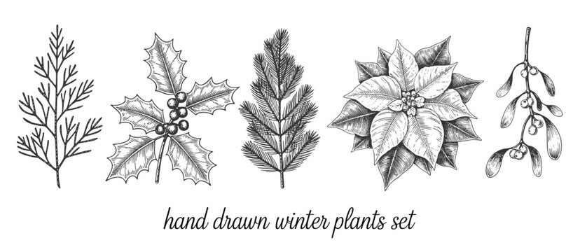 Hand drawn set of winter plants including fir branch holly poinsettia and mistletoe