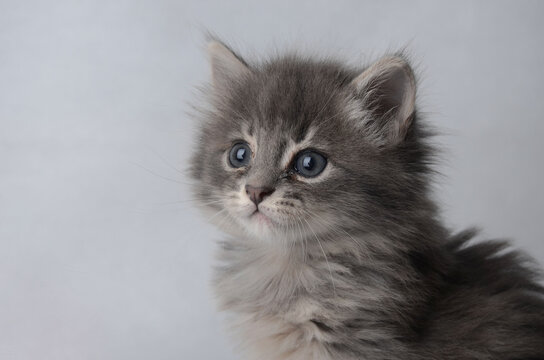 chaton