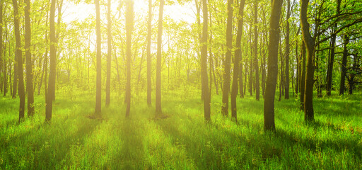 green forest glade in light of sparkle sun © Yuriy Kulik