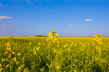Obraz premium wide yellow rape field under a blue sky, spring agricultural scene