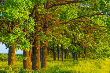 spring green oak forest beautiful glade natural scene © Yuriy Kulik