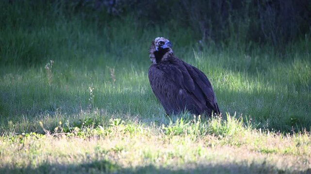 a eurasian black vulture in the wild