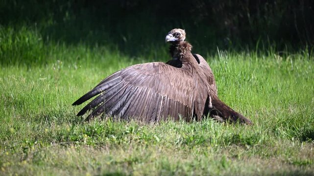 a eurasian black vulture in the wild