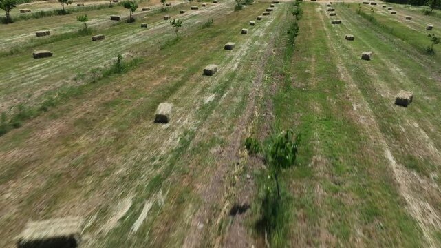 An aerial view of a scenic agricultural field with scattered rectangular hay bales and young trees planted in rows under the bright sunlight on a warm summer day.

