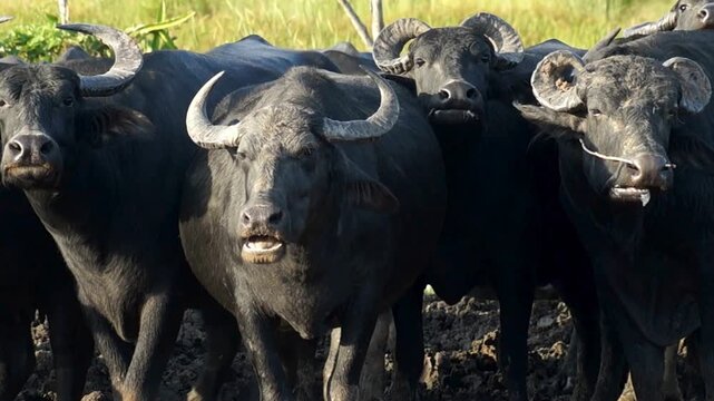 Herd of Asian Water Buffalo Standing in Muddy Field