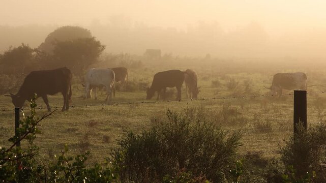 cattle grazing in fog enshrouded meadow at sunrise, Stanford, South Africa