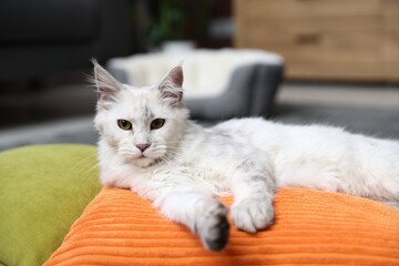 Obraz premium Adorable pet. Cute Maine Coon cat on pillow at home