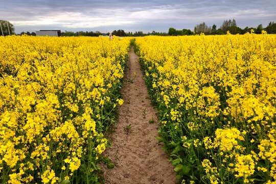Dirt road leading straight through a blooming yellow rapeseed field. Scenic symmetrical perspective of canola crops under dark dramatic stormy clouds. Rural landscape background.