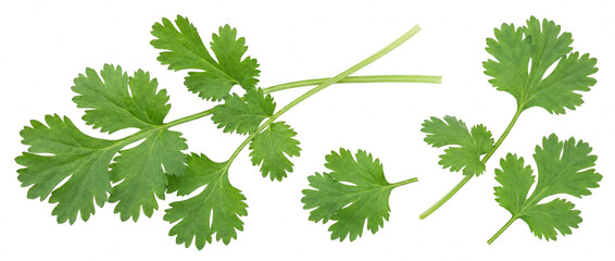 Fresh Green Cilantro Leaves and Sprigs Isolated © Laura