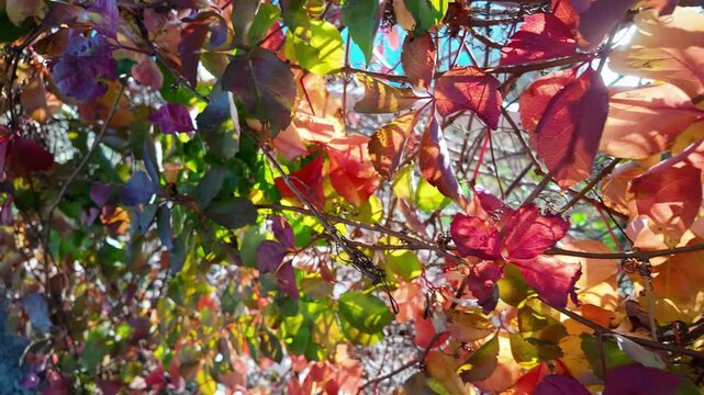 Colorful virginia creeper vine leaves in red orange yellow and purple glowing in bright sunlight antalya.