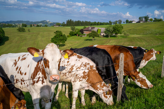K&uuml;he auf der Weide im Ybbstal, Nieder&ouml;sterreich
