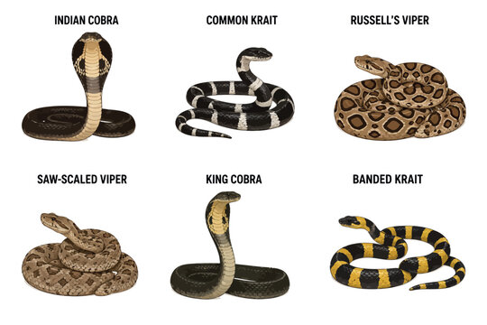Vsai dangerous venomous snakes comparison chart wildlife illustration