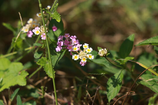 single lantana or tickberry or Ari poo in the morning sun light. putus flower on the plant